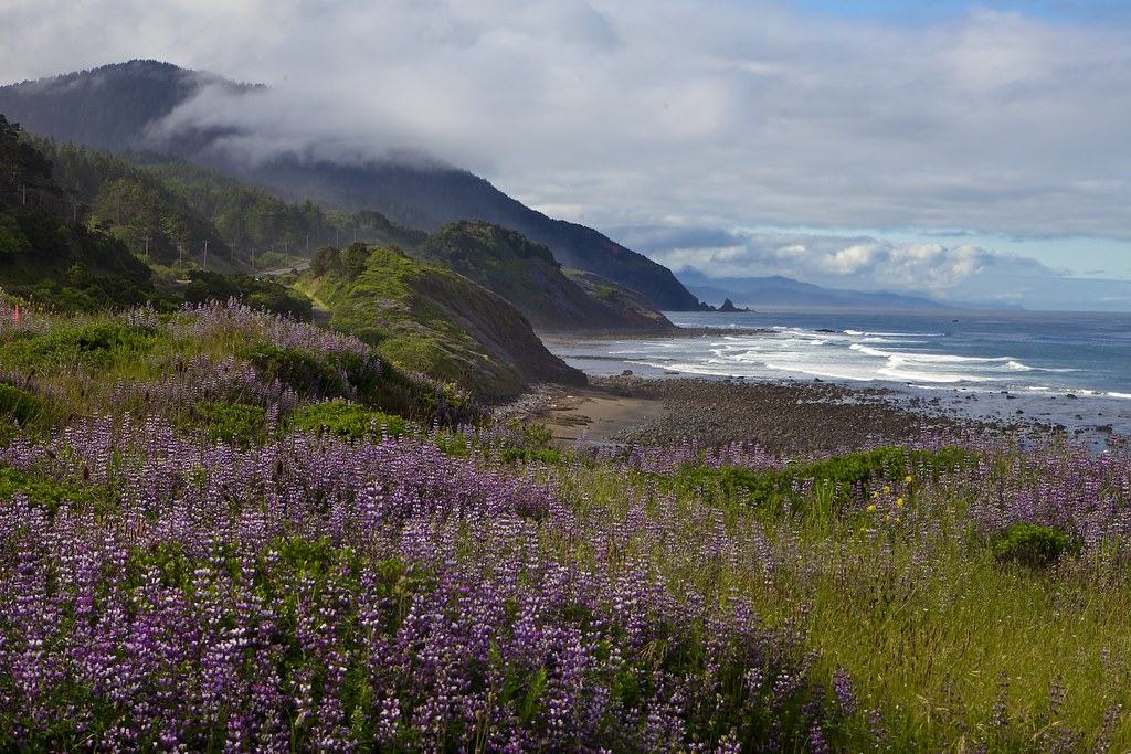 Photograph of Oregon coastline with purple flowers in the foreground