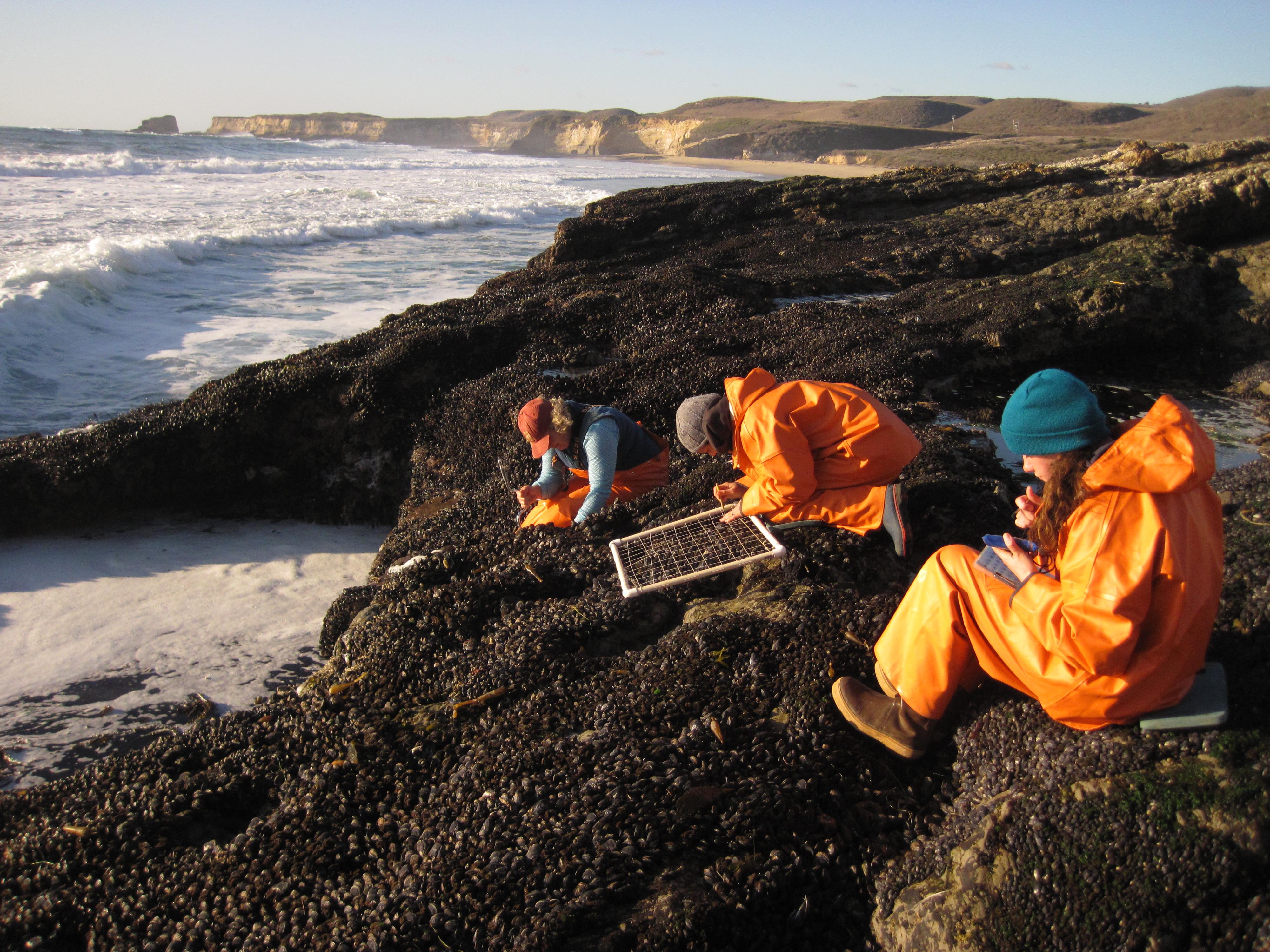 Photograph of three people in orange foulies surveying the low intertidal with quadrats