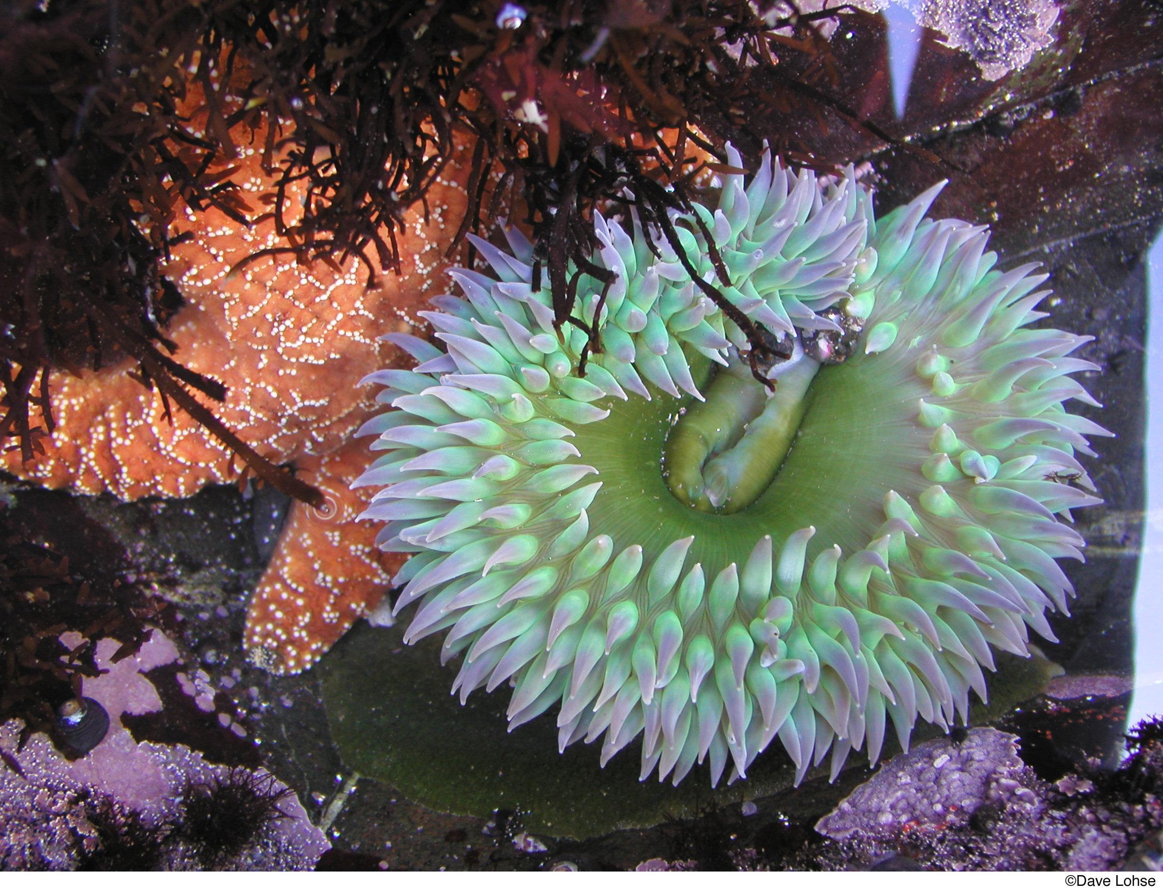 Photograph of a green anemone and an orange sea star