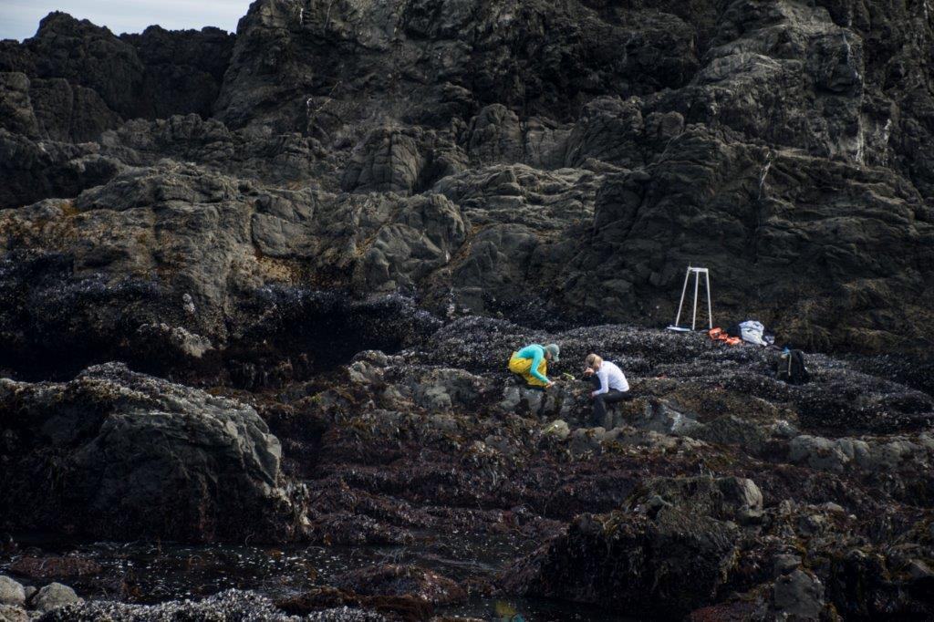 Photo of multiple people surveying the intertidal on a cliff using quadrats