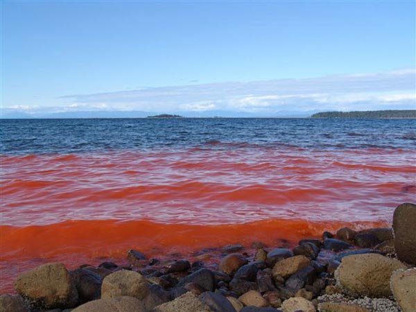 A Noctiluca bloom in Union Bay, British Columbia. (Lisa M. Holm)