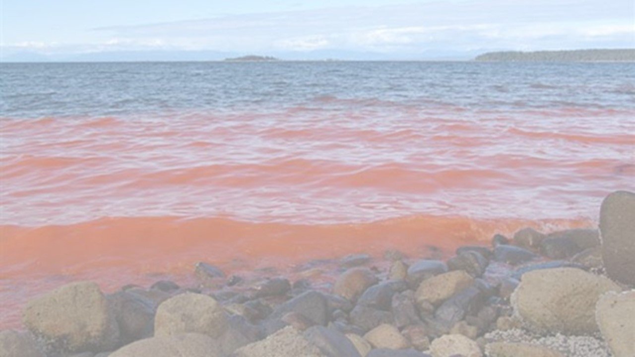 A Noctiluca bloom in Union Bay, British Columbia. (Lisa M. Holm)transp