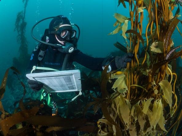 Diver_recording_kelp_growth_K.Vylet_CCBY2.0_1024