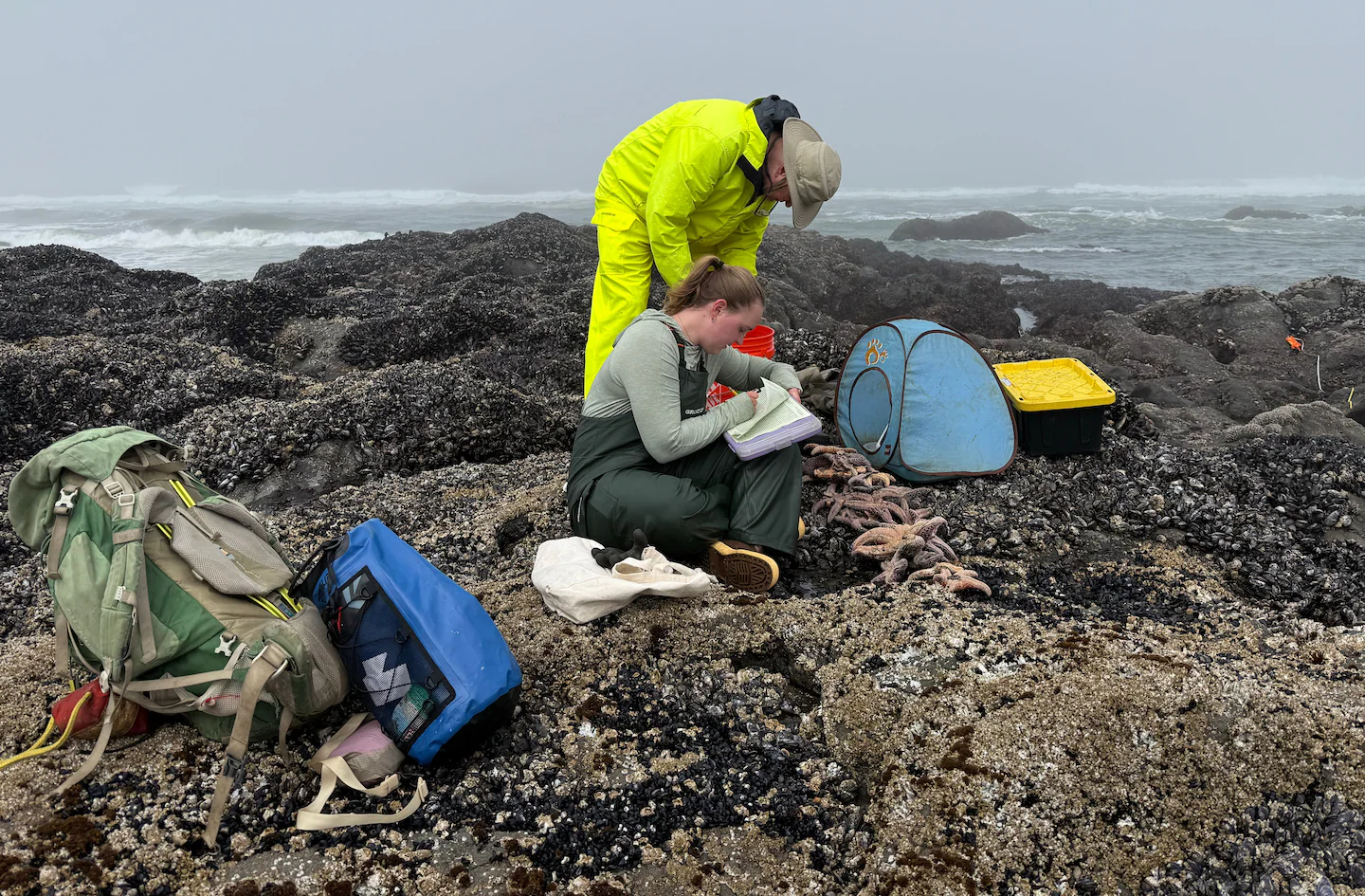 Image of a two people surveying sea stars in the intertidal