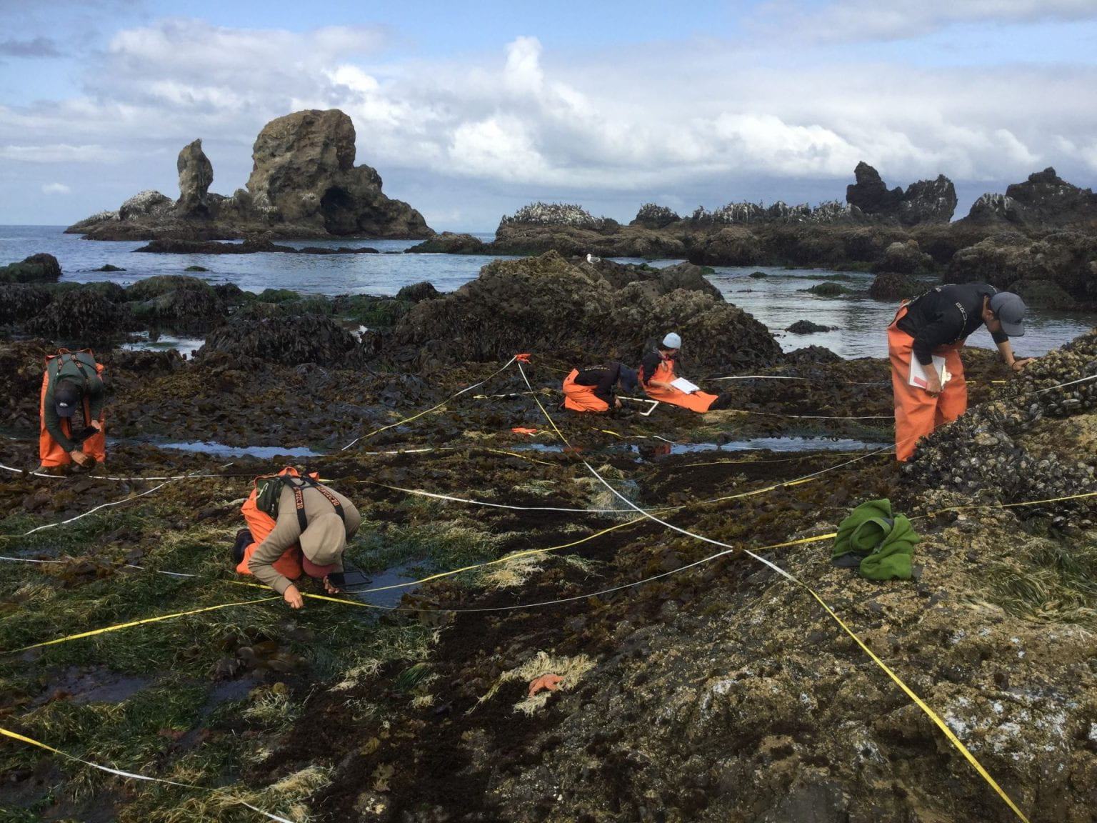 Photograph of five people surveying the intertidal using transects and quadrats