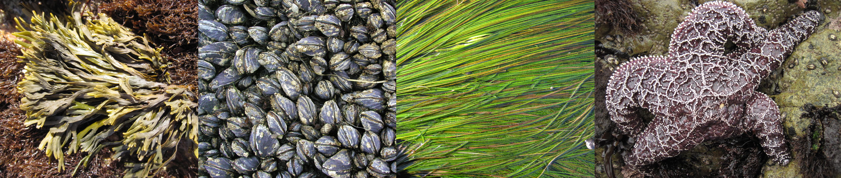Series of four photographs of rockweeds, mussels, seagrass, and ochre sea stars
