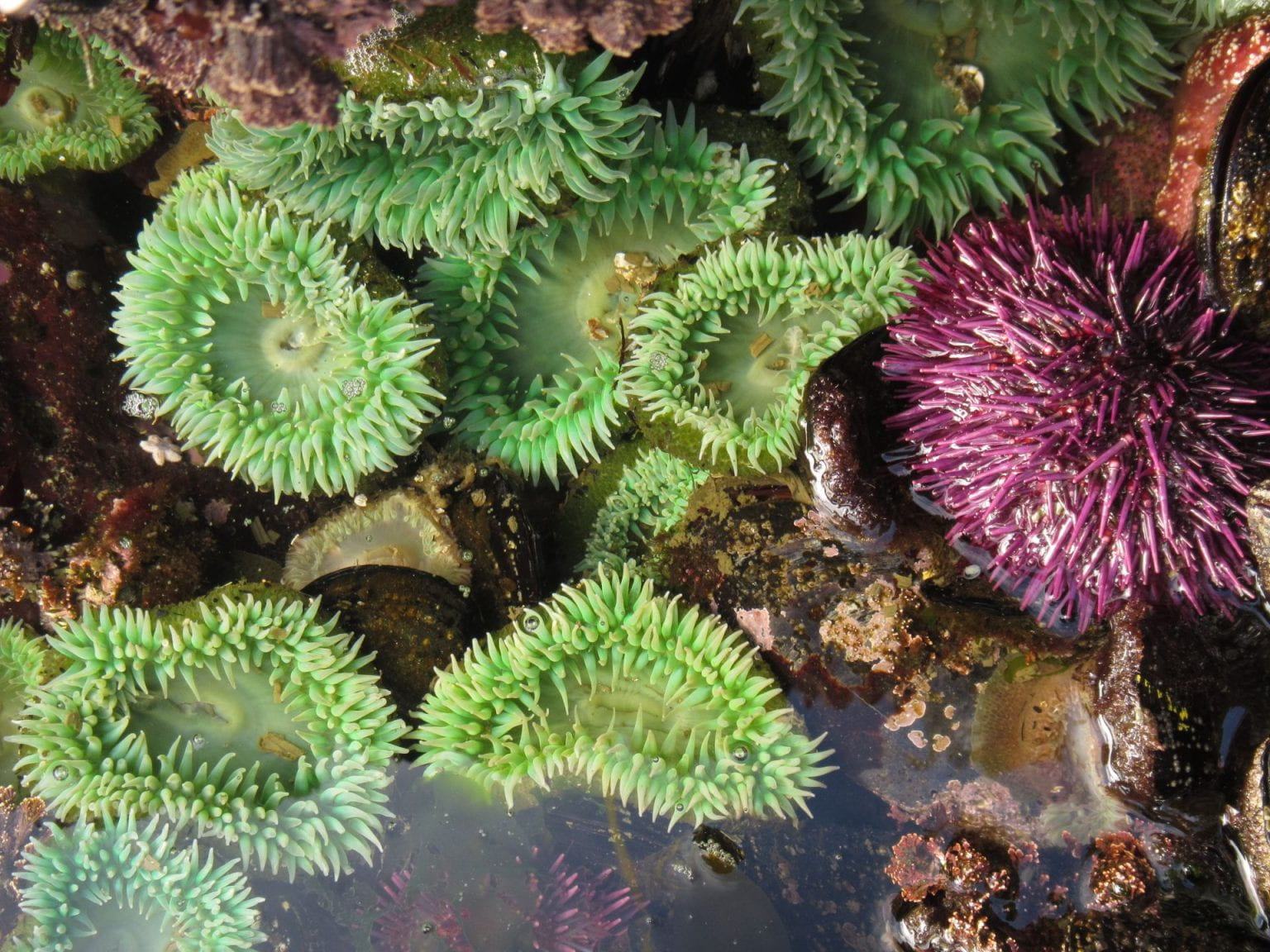 Photo of Urchins