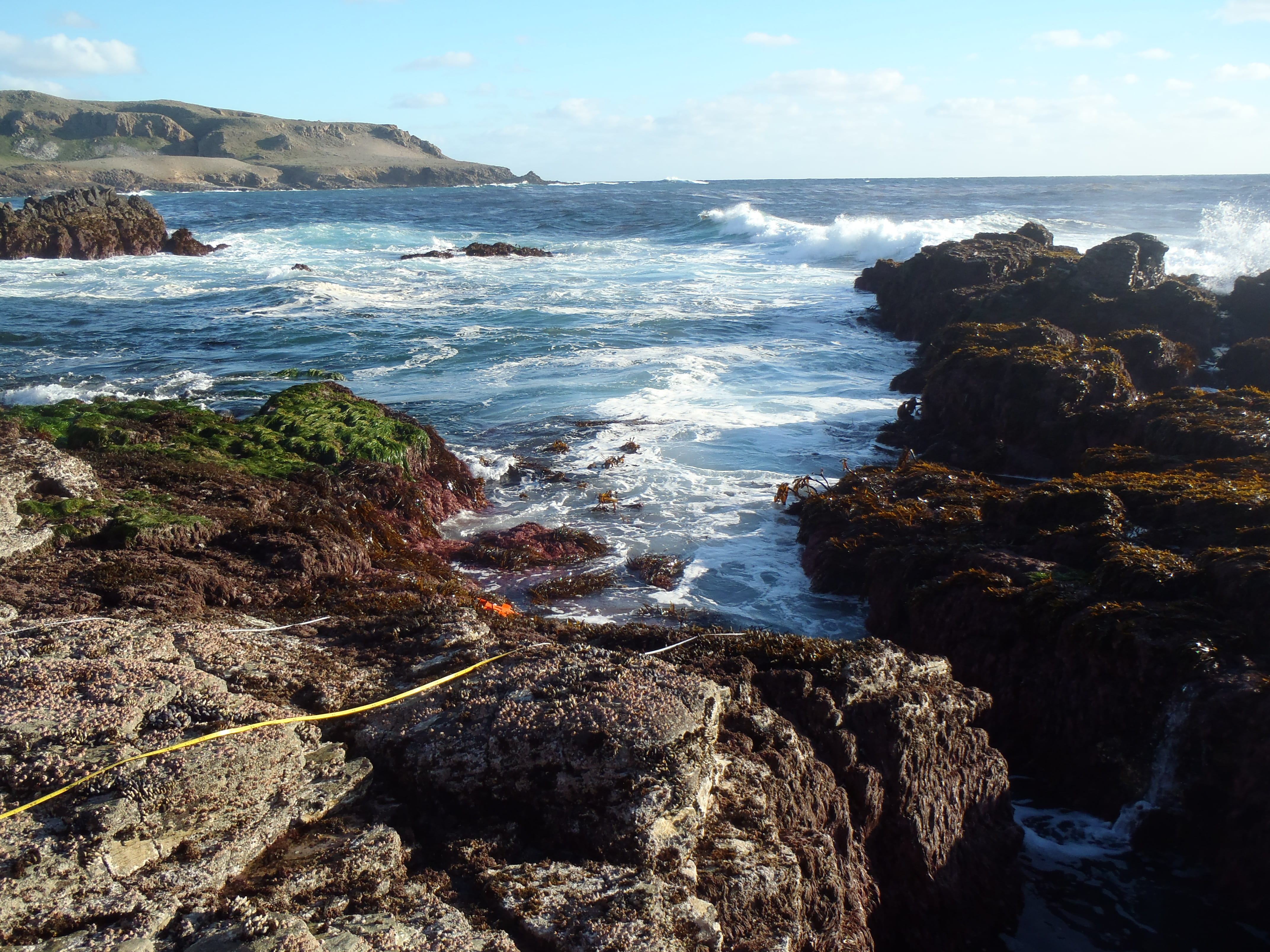 Photograph of the intertidal with a transect running along the bench