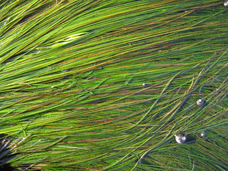 Photograph of seagrass with snails