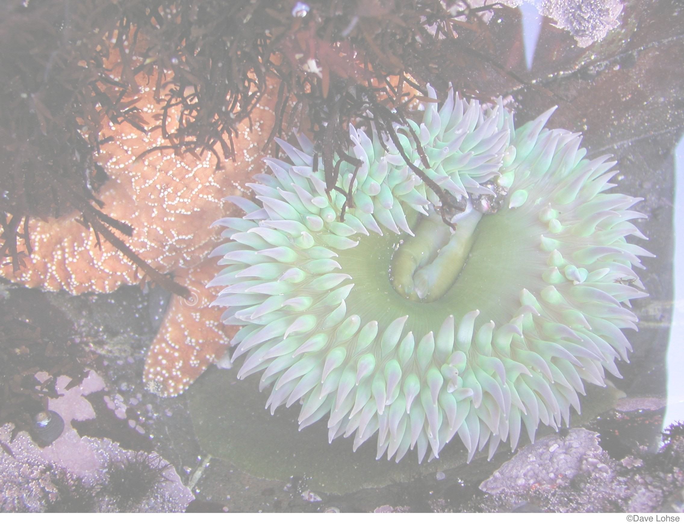 Photograph of a green anemone and an orange sea star
