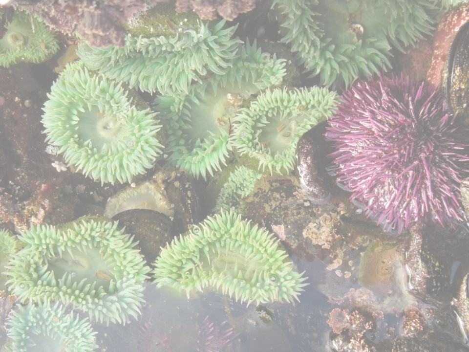 Photograph of a green anemone and a sea urchin