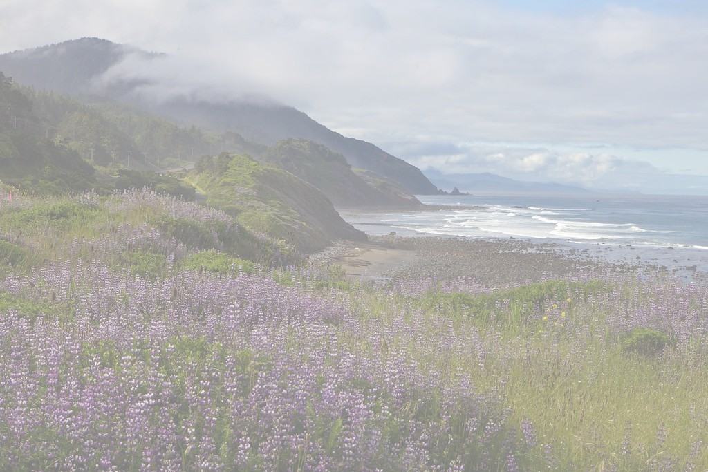 Photograph of Oregon coastline with purple flowers in the foreground