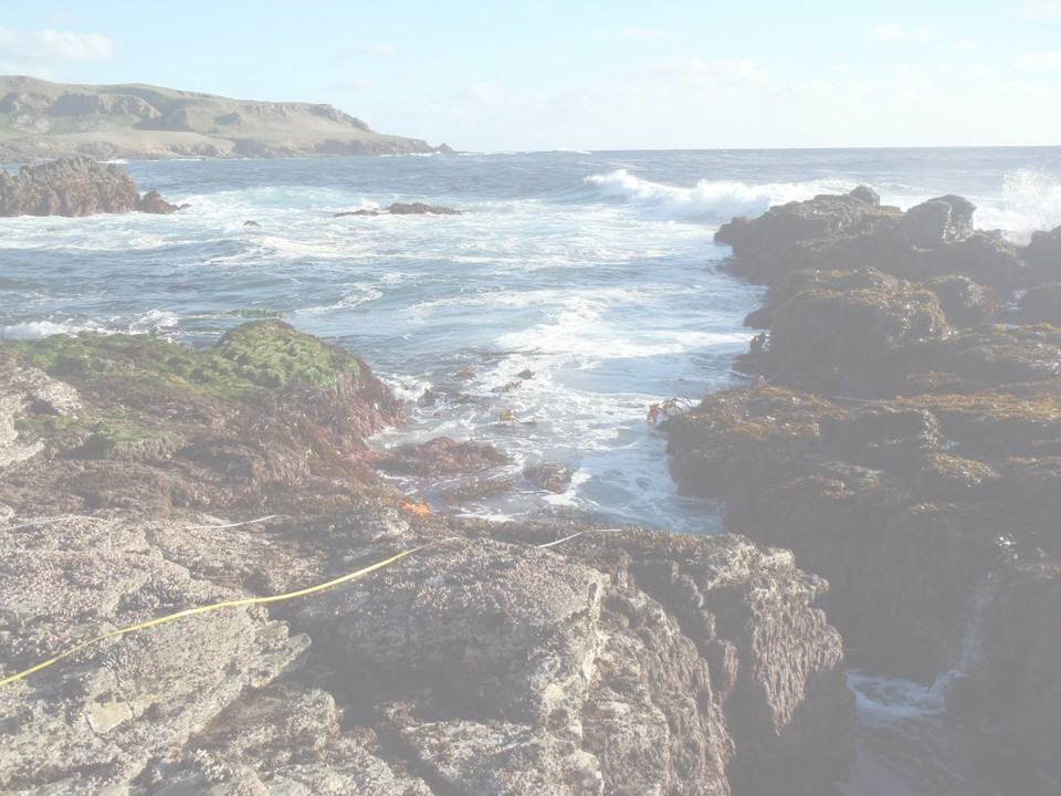 Photograph of the intertidal with a transect running along the bench