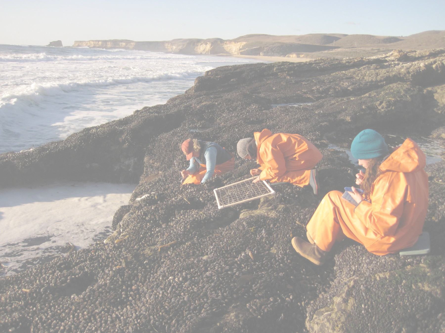 Photograph of three people surveying the intertidal