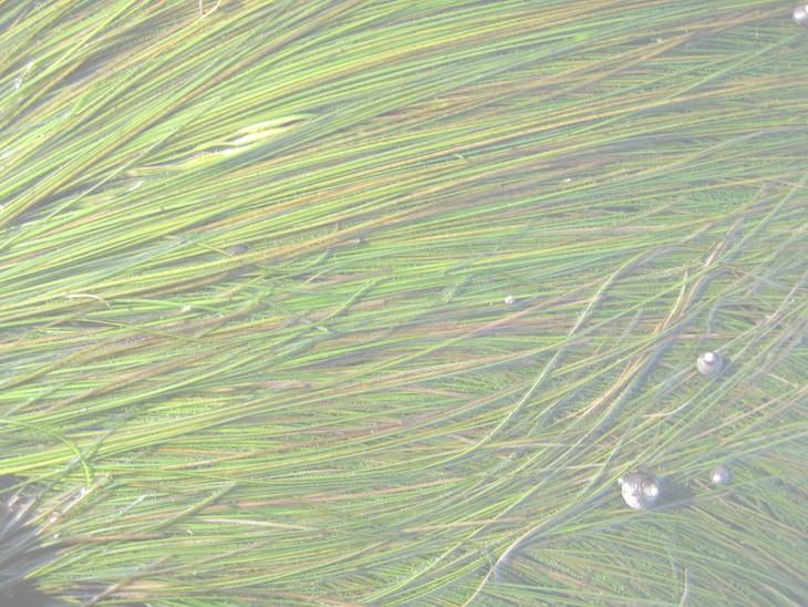 Image of seagrass bed