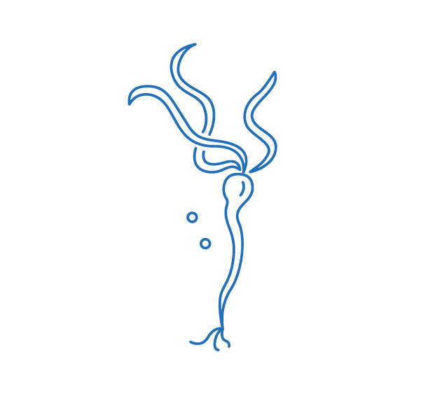 Kelp Assessments and Programs